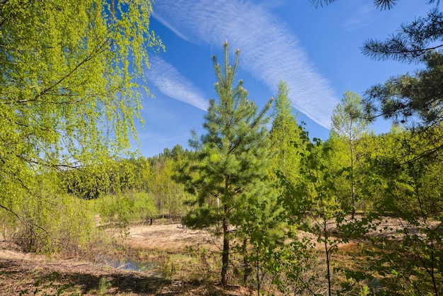 Spring forest