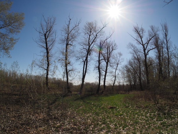 spring forest