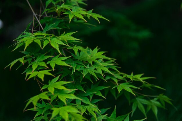 Spring fresh green leaves on the tree