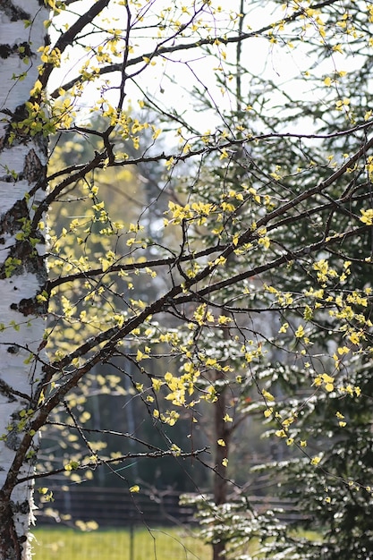 Весенние свежие листья на закате дерева