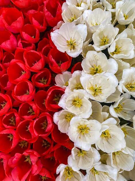 Spring fresh tulips in the colors of the Polish flag