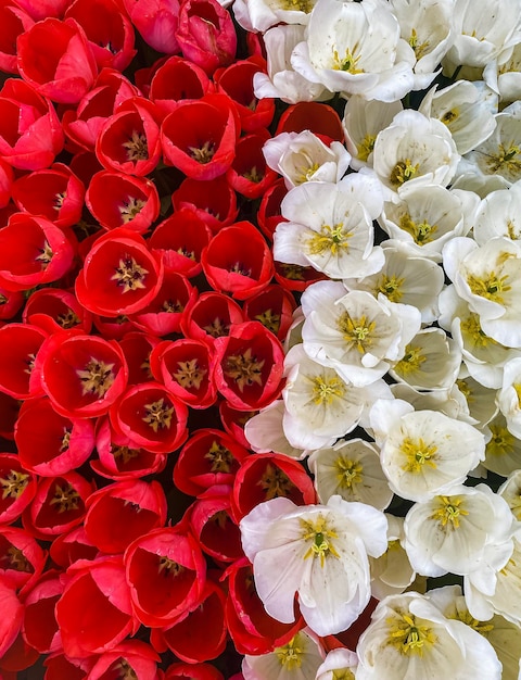 ポーランドの旗の色で春の新鮮なチューリップ