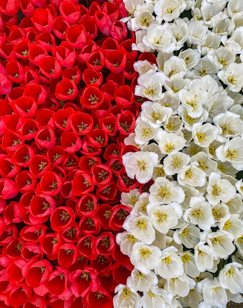 Spring fresh tulips in the colors of the Polish flag