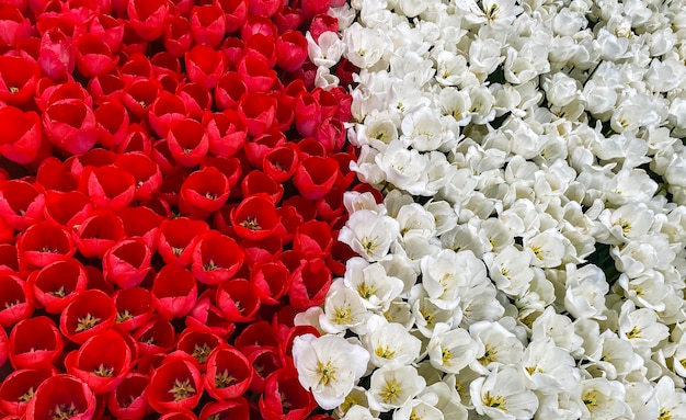 Spring fresh tulips in the colors of the Polish flag