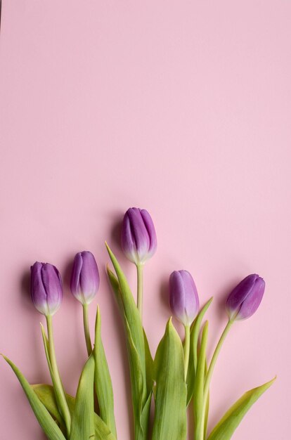 spring fresh tulips on rose background for mother's day, valentine, easter holidays postcard