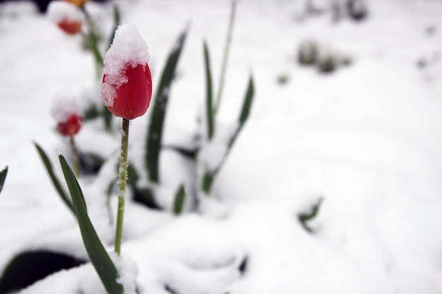 Spring Frost Covering Tulips and Garden with Snow