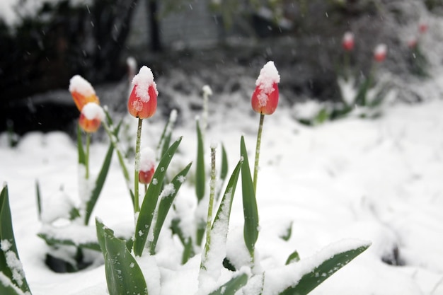 Spring Frost Covering Tulips and Garden with Snow
