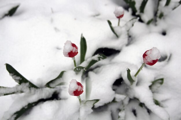 チューリップと庭を雪で覆う春の霜