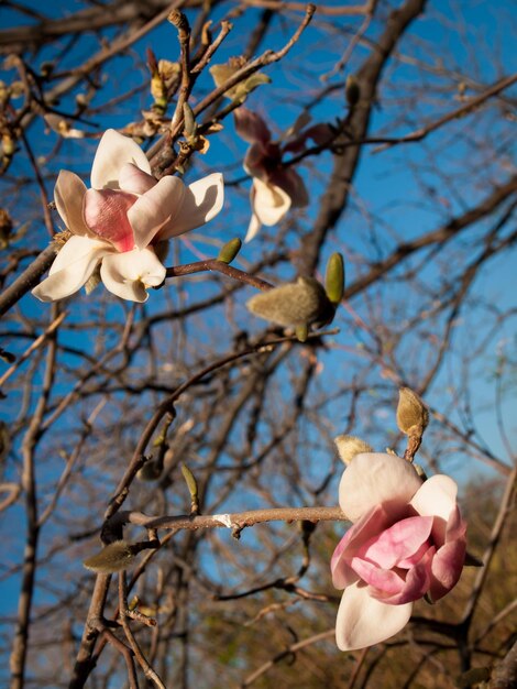 橋の花が咲く春の庭。