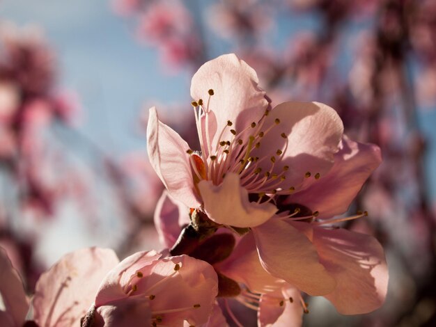 Spring garden in bloom with bridght flowers.