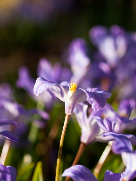 Spring garden in bloom with bridght flowers.