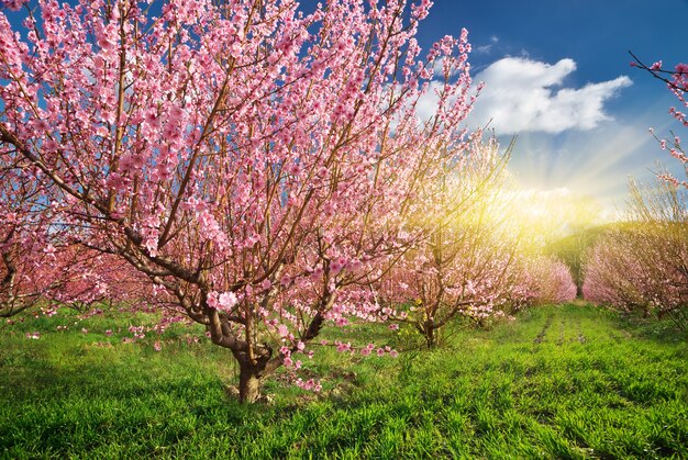 Spring garden. Blooming trees. Nature composition.