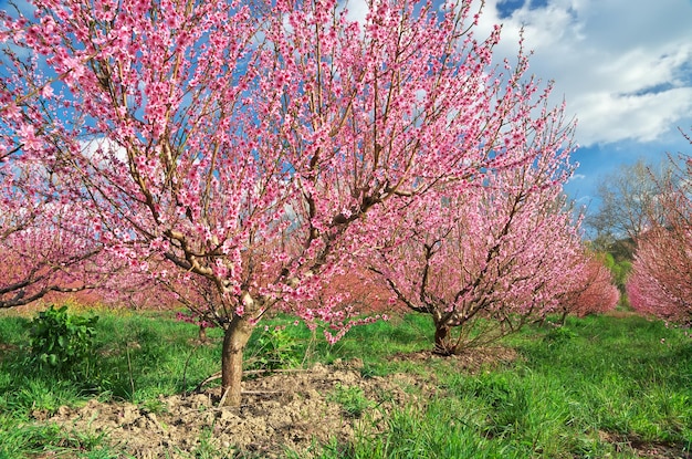 Spring garden. Blooming trees. Nature composition.