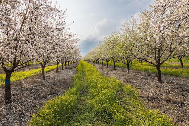 Spring garden of blossoming almonds