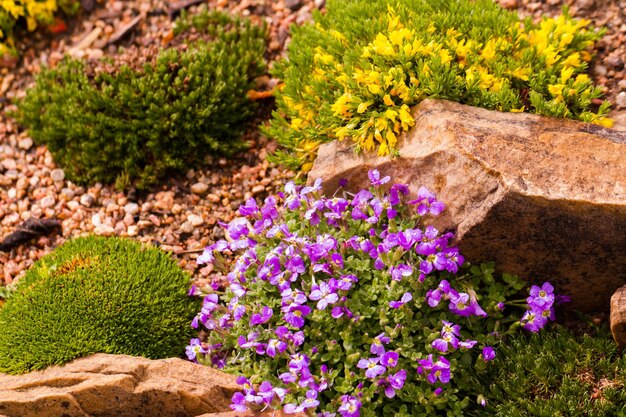 Spring garden in full bloom.