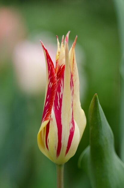 Spring garden with striped tulips Beautiful tulip flower growing lily Marilyn