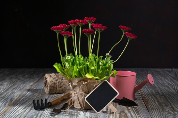 Spring Garden Works Concept. Tuingereedschap, bloemen in potten en gieter op donkere houten tafel.