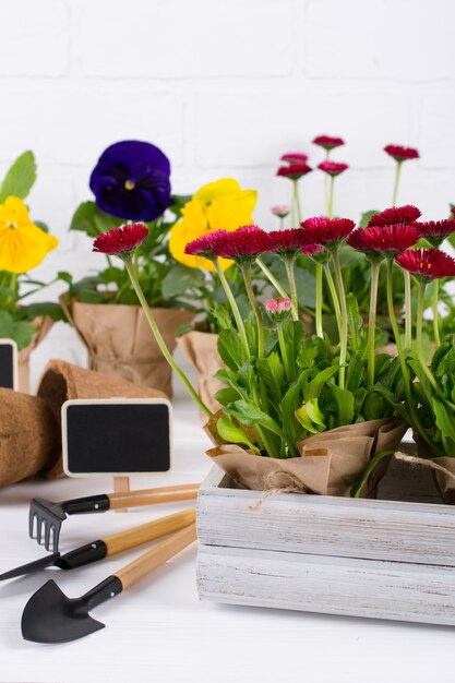 Spring garden works concept. tuingereedschap, bloemen in potten en gieter op witte tafel.
