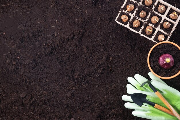 Spring gardening background. Gardening tools with hyacinth and crocus bulbs on fertile soil texture background. Top view, copy space.