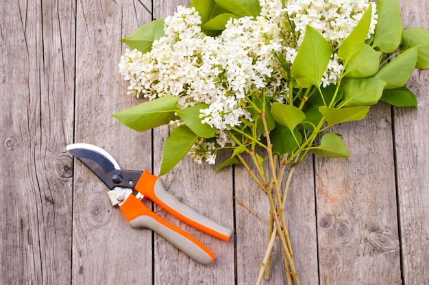 Spring gardening concept bunch of lilacs and pruners on old paint wooden background