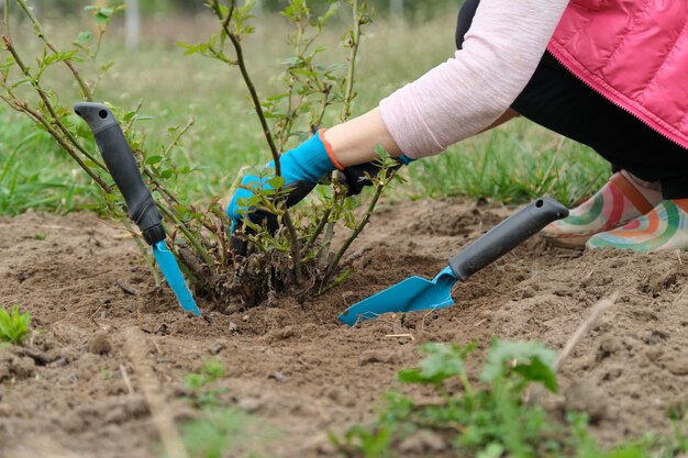 Spring gardening, mature female gardener with garden tools