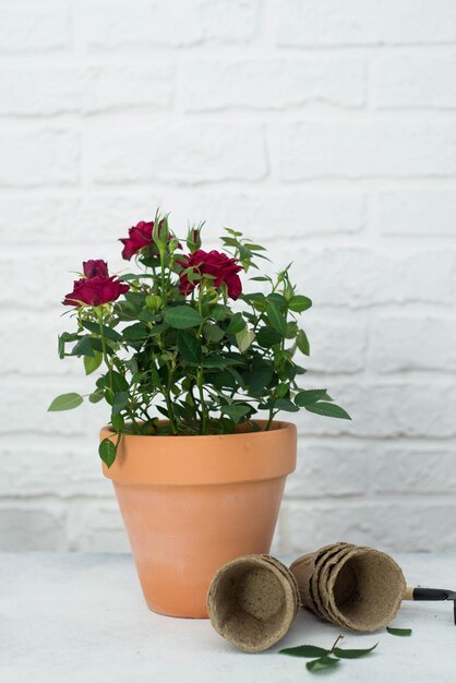 Spring gardening with blooming flowers in pots for planting on light background Womans hobby