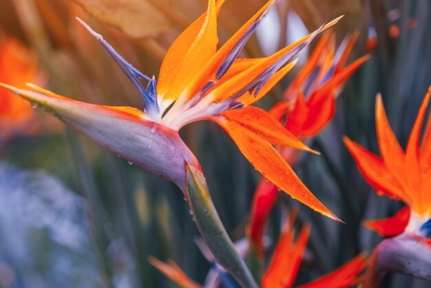 Photo spring gardens with blooming flowers botanical varieties of strelitzia flowers flower garden