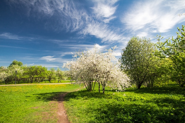 Spring gardens with blossoming apples and cherries