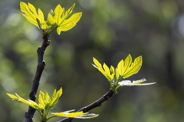 Spring grape leaf sun lightening