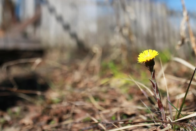 写真 春の草と花