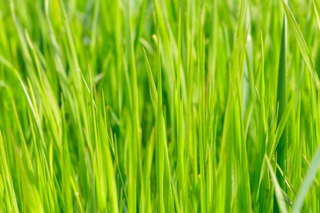 Spring grass field