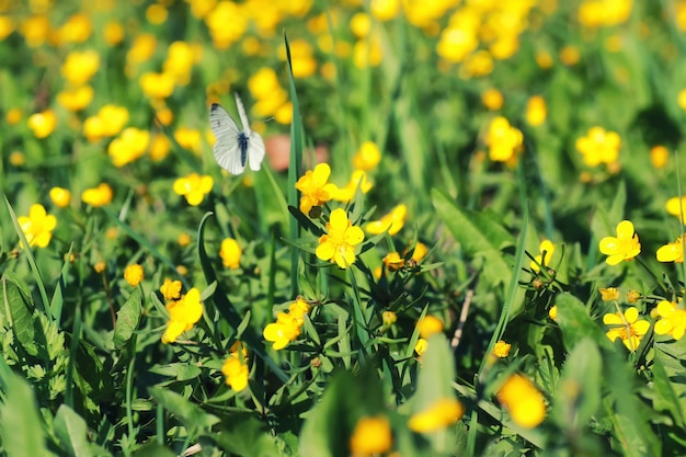 春の草と畑の花