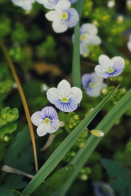 Spring grass and flower in a field