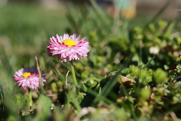 春の草と花