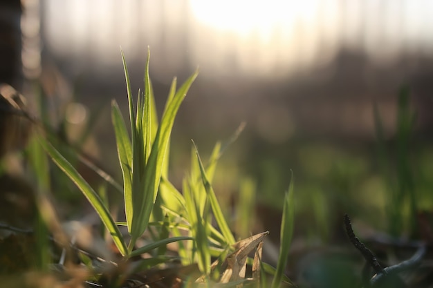 Spring grass and flower