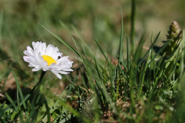 Spring grass and flower