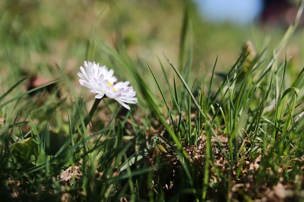 Spring grass and flower