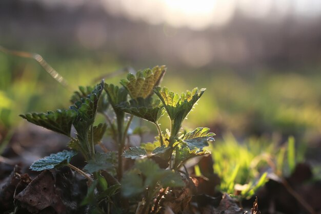 Spring grass and flower