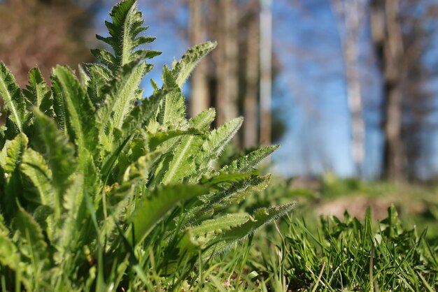 Spring grass and flower