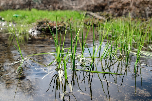 Spring grass near the Creek.