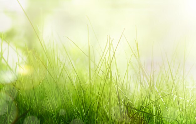 Spring grass in sunlight close up