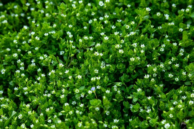 小さな白い花を持つ春の草のテクスチャ