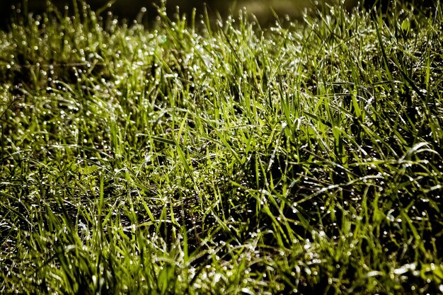 Erba di primavera con primo piano di rugiada con filtro