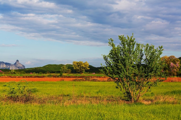 Spring grassland