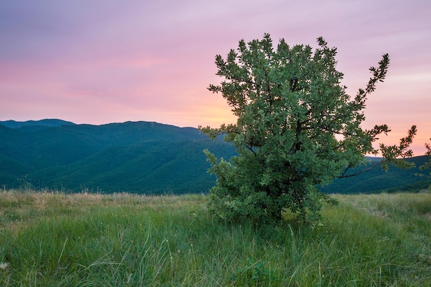 Prati primaverili