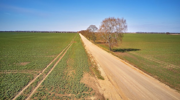 春の緑の耕作地田舎の未舗装道路カエデの木の路地空中写真美しい日当たりの良い田園風景4月の朝