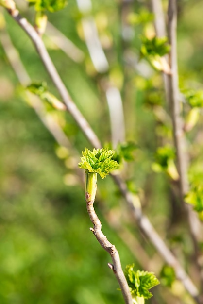 Spring green buds of black currant bush Selective focus