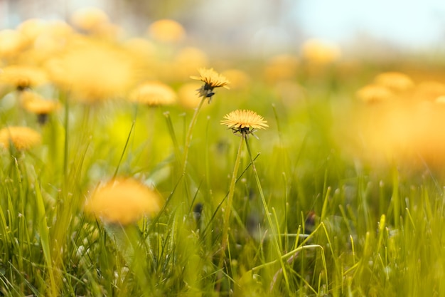 Spring green field with yellow dandelions on a sunny day. Long horizontal banner with copy space. Soft selective focus