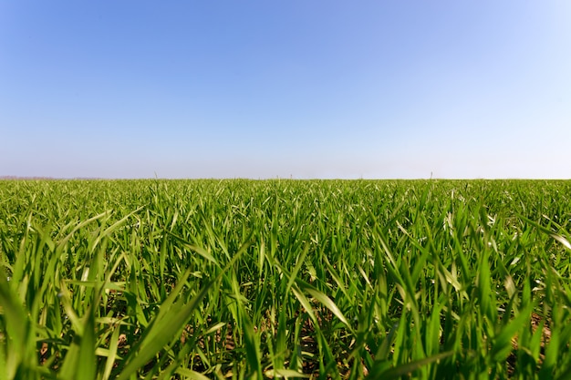 Spring green field