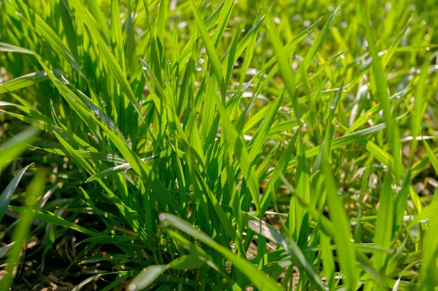 Foto campo verde primavera